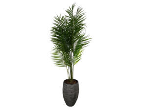 Palm Areca in pot